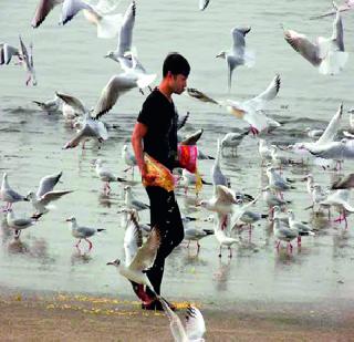 Shave, Vaghela on the face of birds! | शेव, गाठिया पक्ष्यांच्या मुळावर!