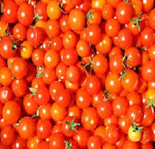 Record of tomato in the castle | वाड्यात टोमॅटोचे विक्रमी उत्पादन Record of tomato in the castle | वाड्यात टोमॅटोचे विक्रमी उत्पादन