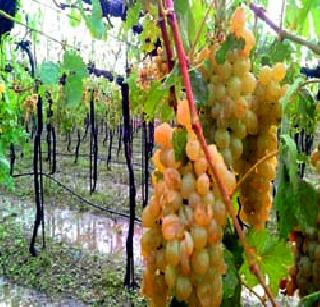 Drought relief in Nashik | नाशिकमध्ये दुष्काळी मदत घेण्यास नकार Drought relief in Nashik | नाशिकमध्ये दुष्काळी मदत घेण्यास नकार
