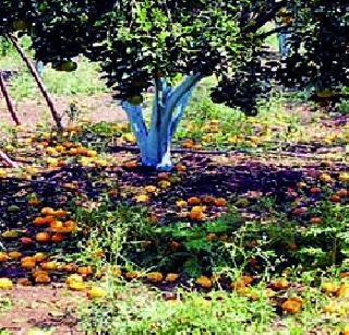 Bank, Revenue Department Anastaite farmers hit | बँक, महसूल खात्याच्या अनास्थेचा शेतक-यांना फटका Bank, Revenue Department Anastaite farmers hit | बँक, महसूल खात्याच्या अनास्थेचा शेतक-यांना फटका