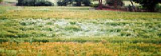 11,777 farmers need 1.34 crores | ११,७७७ शेतकऱ्यांसाठी १.३४ कोटींची गरज 11,777 farmers need 1.34 crores | ११,७७७ शेतकऱ्यांसाठी १.३४ कोटींची गरज