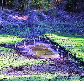 Bird wandering through the reservoir of Karnala Wildlife Sanctuary | कर्नाळा अभयारण्यातील जलाशय आटल्याने पक्ष्यांची भटकंती Bird wandering through the reservoir of Karnala Wildlife Sanctuary | कर्नाळा अभयारण्यातील जलाशय आटल्याने पक्ष्यांची भटकंती