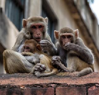 Monkey's disruption in Narendra Modi's hi-tech dream | नरेंद्र मोदींच्या हाय टेक स्वप्नात माकडांचे विघ्न Monkey's disruption in Narendra Modi's hi-tech dream | नरेंद्र मोदींच्या हाय टेक स्वप्नात माकडांचे विघ्न