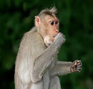 Monkey's breakdown in Modi's hi-tech dream | मोदींच्या हायटेक स्वप्नात माकडांचे विघ्न Monkey's breakdown in Modi's hi-tech dream | मोदींच्या हायटेक स्वप्नात माकडांचे विघ्न