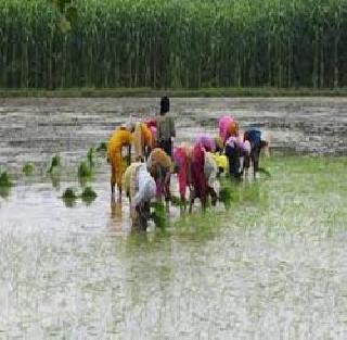 Paddy cultivation damages | भातशेतीची नुकसान भरपाई आली