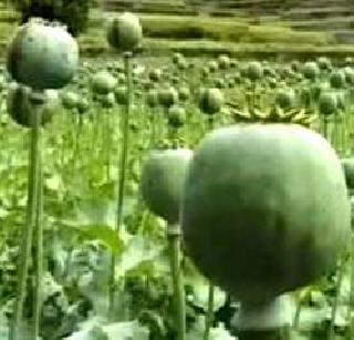 Empowerment of 25 farmers who do farming of opium in Beed is hardened | बीडमध्ये अफूची शेती करणा-या २५ शेतकर्यांना सक्तमजुरीची शिक्षा Empowerment of 25 farmers who do farming of opium in Beed is hardened | बीडमध्ये अफूची शेती करणा-या २५ शेतकर्यांना सक्तमजुरीची शिक्षा