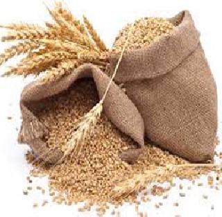 Discount in wheat purchase standard | गहू खरेदी मापदंडात सवलत