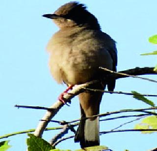 'Gray Hypocollius' records the rare bird! | ‘ग्रे हायपोकोलियस’ दुर्मीळ पक्ष्याची नोंद!