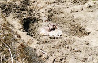 The buffaloes killed by electricity shocks are buried in the ground | विजेच्या शॉकने मारलेल्या म्हशी जमिनीत पुरल्या The buffaloes killed by electricity shocks are buried in the ground | विजेच्या शॉकने मारलेल्या म्हशी जमिनीत पुरल्या