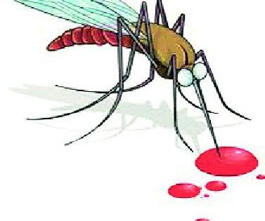 Nashik Road has more density of mosquitoes | नाशिकरोडला डासांची घनता जास्त Nashik Road has more density of mosquitoes | नाशिकरोडला डासांची घनता जास्त