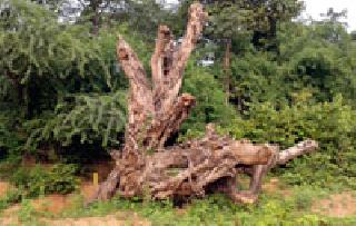 'That' tree did not get a living | ‘त्या’ वृक्षाला अखेर जीवदान मिळालेच नाही