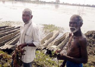 Pest attack on Shingada crop | शिंगाडा पिकावर किडीचे आक्रमण Pest attack on Shingada crop | शिंगाडा पिकावर किडीचे आक्रमण