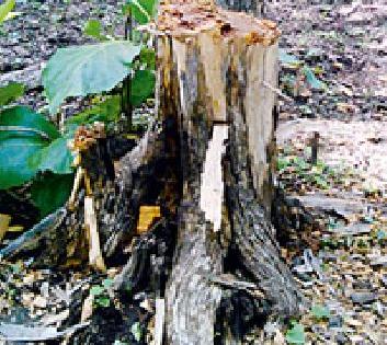 Bogus Hammer Passes Saguan | बोगस हॅमरने सागवान पासिंग Bogus Hammer Passes Saguan | बोगस हॅमरने सागवान पासिंग
