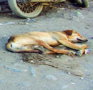 Single dog van for duck dogs | भटक्या कुत्र्यांसाठी एकच डॉग व्हॅन