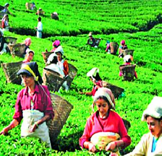 Greenpeace tried to kill Indian tea industry | ग्रीनपीसकडून भारतीय चहा उद्योगास घातपाताचा प्रयत्न