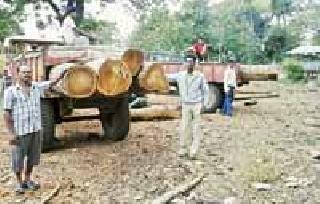 Two lakhs of gold seized in Sarakonda forest | सिरकोंडा जंगलात दोन लाखांचे सागवान जप्त Two lakhs of gold seized in Sarakonda forest | सिरकोंडा जंगलात दोन लाखांचे सागवान जप्त