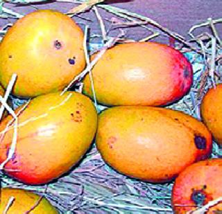 Crime against artificial mango growers | कृत्रिमरीत्या आंबे पिकवणाऱ्यांवर गुन्हा Crime against artificial mango growers | कृत्रिमरीत्या आंबे पिकवणाऱ्यांवर गुन्हा