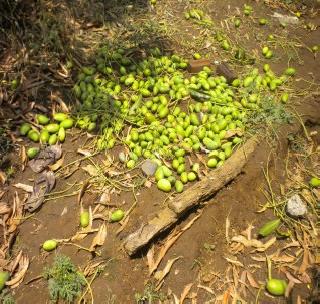 Horticulture damage | फळबागांचे अतोनात नुकसान Horticulture damage | फळबागांचे अतोनात नुकसान