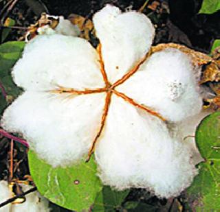 Who will give Cotton Bonus? | कापसाचा बोनस देणार कोणाला?