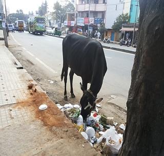 Due to excessive plasticity due to plasticity! | प्लास्टिकच्या अतिरेकामुळे गोधन संकटात!