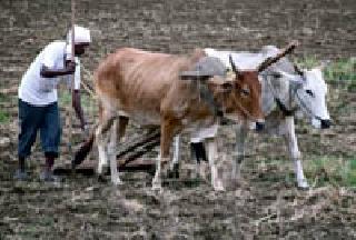 Now the focus of the farmers is to look after Kharif | ंहवालदिल शेतकऱ्यांचे आता खरिपाकडे लक्ष Now the focus of the farmers is to look after Kharif | ंहवालदिल शेतकऱ्यांचे आता खरिपाकडे लक्ष