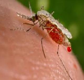 Mortality in malaria is decreasing | मलेरियातील मृत्युदर घटतोय