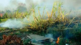 Burn the sugarcane | साडेसहा एकरातील ऊस जळाला Burn the sugarcane | साडेसहा एकरातील ऊस जळाला