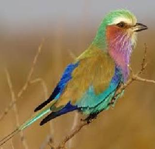 The exhibition of the rare birds in Mumbai | मुंबईत भरणार दुर्मीळ पक्ष्यांचे प्रदर्शन The exhibition of the rare birds in Mumbai | मुंबईत भरणार दुर्मीळ पक्ष्यांचे प्रदर्शन