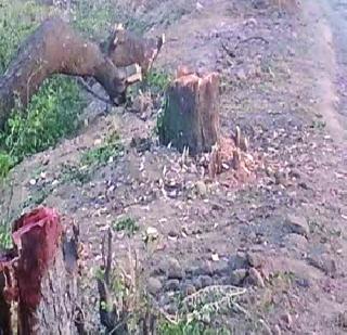 Once again, the succession of trees | पुन्हा एकदा वृक्षांवर संक्र ांत