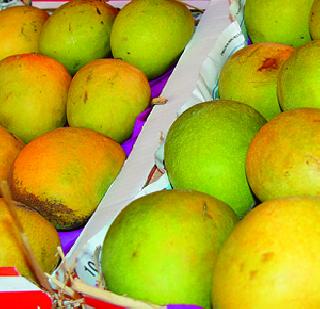 Mango is expensive during the Ann season! | ऐन हंगामात आंबा महागला!