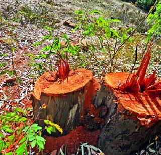 Plant slaughter for water scheme wells | पाणी योजनेच्या विहिरीसाठी झाडांची कत्तल