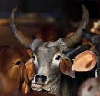 There is no stay on the ban of cow slaughter - Bombay High Court | गोवंश हत्या बंदीच्या कायद्याला स्थगिती नाही - मुंबई हायकोर्ट