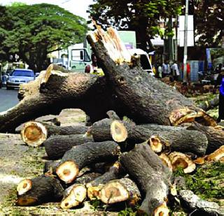 25 trees to be removed from the ward? | २५ झाडे तोडण्याची परवानगी वॉर्डातून ?