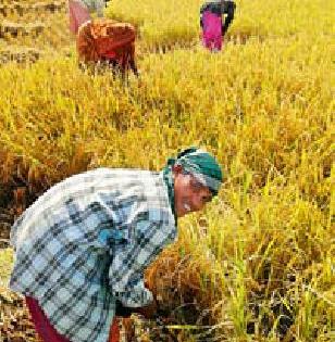 धान कापणी धान कापणी
