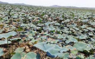 In the lake of Pawan Kond | तलावातील पवनकांदे परराज्यात In the lake of Pawan Kond | तलावातील पवनकांदे परराज्यात