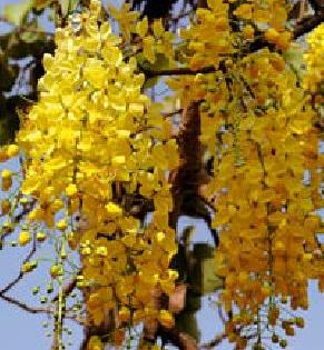 Golden Glow | सुवर्ण झळाळी Golden Glow | सुवर्ण झळाळी