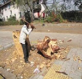 Break down trees in Khalapur | खालापुरात वृक्षांची तोड Break down trees in Khalapur | खालापुरात वृक्षांची तोड