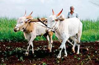 Farmers will be group entrepreneurs | शेतकरी गट होणार उद्योजक Farmers will be group entrepreneurs | शेतकरी गट होणार उद्योजक