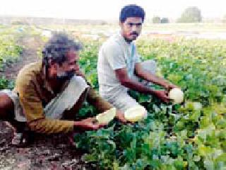 Teachings of melon-melon farming to tribals | आदिवासींना टरबूज-खरबूज शेतीचे धडे Teachings of melon-melon farming to tribals | आदिवासींना टरबूज-खरबूज शेतीचे धडे