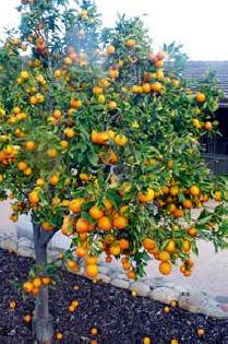 Orange fruit leakage due to increased temperature | वाढत्या तापमानामुळे संत्रा फळांना गळती Orange fruit leakage due to increased temperature | वाढत्या तापमानामुळे संत्रा फळांना गळती