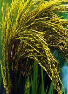 False assurance to give double the price to the farmer | शेतमालाला दुप्पट दाम देण्याचे आश्वासन फोल False assurance to give double the price to the farmer | शेतमालाला दुप्पट दाम देण्याचे आश्वासन फोल