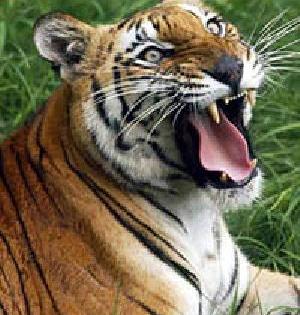 Tiger View of Six Tigers | व्याघ्र प्रकल्पात सहाच वाघांचे दर्शन Tiger View of Six Tigers | व्याघ्र प्रकल्पात सहाच वाघांचे दर्शन