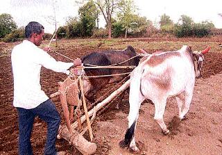Indefinite Rain: Low cost of production | अनिश्चित पाऊस : खर्च होऊनही उत्पादन कमी Indefinite Rain: Low cost of production | अनिश्चित पाऊस : खर्च होऊनही उत्पादन कमी