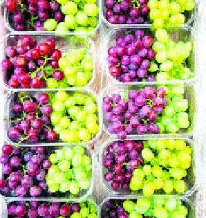 Demand for starting a scheme to save the grape | द्राक्षबागा वाचविण्यासाठी योजना सुरू करण्याची मागणी Demand for starting a scheme to save the grape | द्राक्षबागा वाचविण्यासाठी योजना सुरू करण्याची मागणी