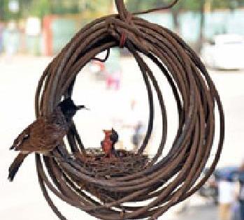 ममत्वाचा घास