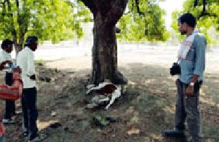 Pipropolis killed a cow in the Pipterto, killing a cow | पिपरटोला येथे बिबट्याने केले गोऱ्ह्याला ठार Pipropolis killed a cow in the Pipterto, killing a cow | पिपरटोला येथे बिबट्याने केले गोऱ्ह्याला ठार