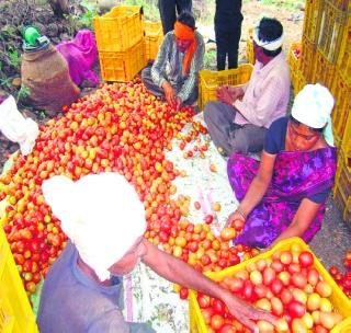 Record production of tomatoes in drought condition | दुष्काळी स्थितीत टोमॅटोचे विक्रमी उत्पादन Record production of tomatoes in drought condition | दुष्काळी स्थितीत टोमॅटोचे विक्रमी उत्पादन