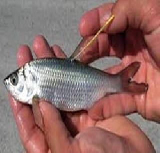 Developed through fishery development | मत्स्य व्यवसायातून साधला विकास Developed through fishery development | मत्स्य व्यवसायातून साधला विकास