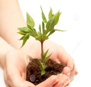1.39 lakh trees in three years! | तीन वर्षांंत लागली १.३९ लाख झाडे! 1.39 lakh trees in three years! | तीन वर्षांंत लागली १.३९ लाख झाडे!