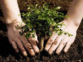 Nursery base for livelihood | उदरनिर्वाहासाठी रोपवाटिकांचा आधार Nursery base for livelihood | उदरनिर्वाहासाठी रोपवाटिकांचा आधार
